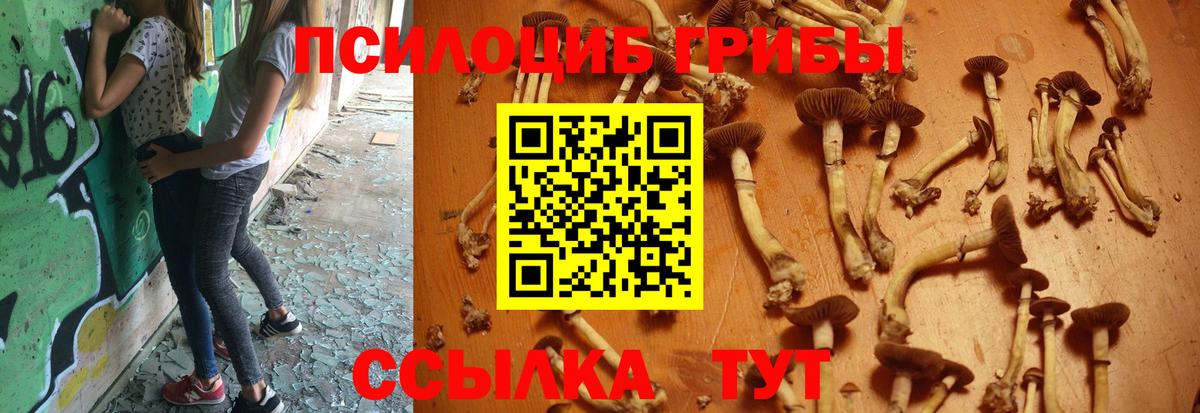 Боровичи  Галлюциногенные грибы Cubensis  Вход с VPN 
